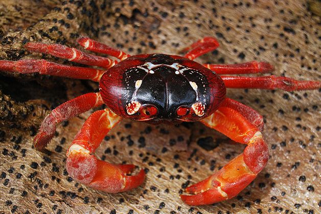  p>圣诞岛红蟹(学名: i>gecarcoidea natalis /i>)的身体分为头胸部与