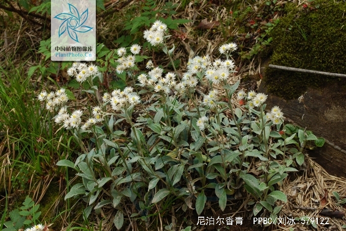  p>尼泊尔香青(学名: i>anaphalis nepalensis /i> (spreng.) hand.