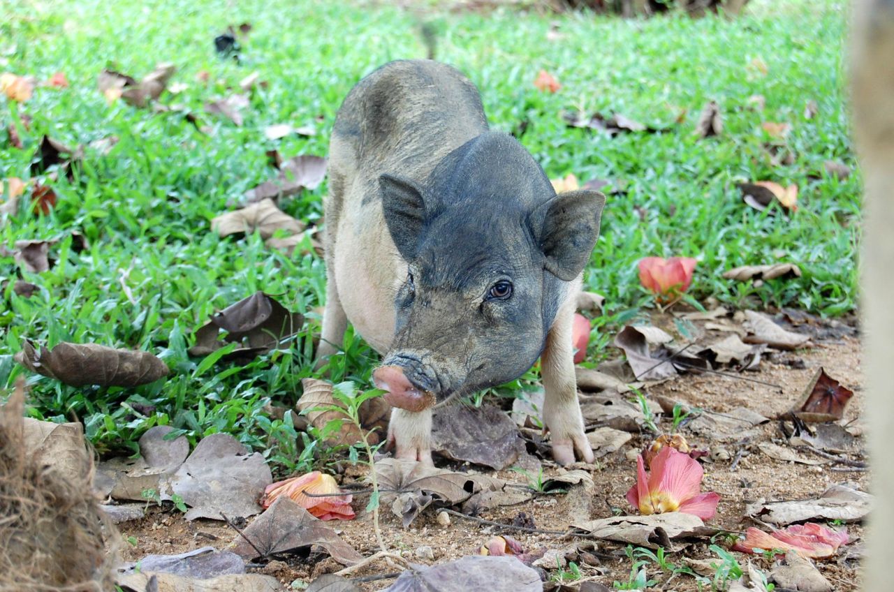  p>五脚猪,又名老鼠猪,五指山猪,原产于海南省 a target="_blank"
