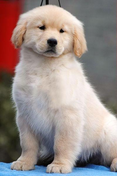  p>金毛寻回犬(golden retriever)是单猎犬,比较流行的狗的品种.