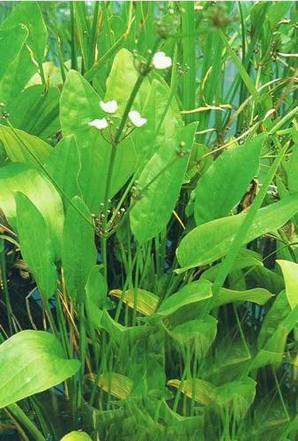  p>浮叶慈姑(学名:sagittaria natans)是一种泽泻科慈姑属类生物