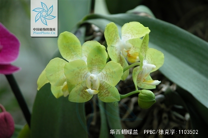 phalaenopsis wilsonii rolfe