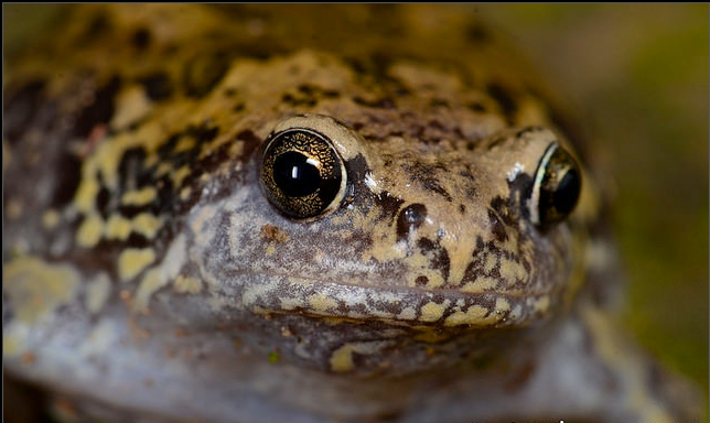  p>北方狭口蛙(学名: i>kaloula borealis /i>),是姬蛙科狭口蛙属,的