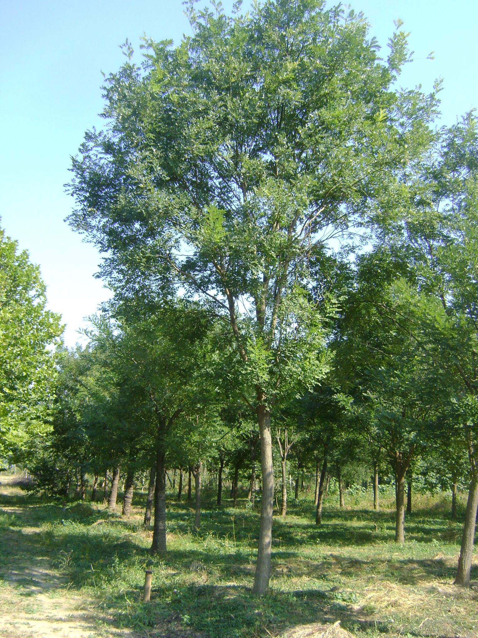 sophora japonica linn.