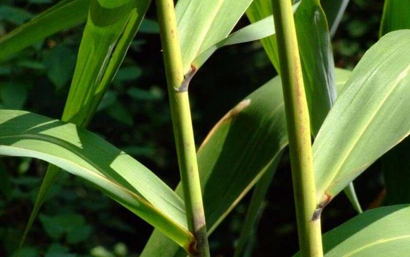  p>粽叶芦(种拉丁名:thysanolaena maxima (roxb.