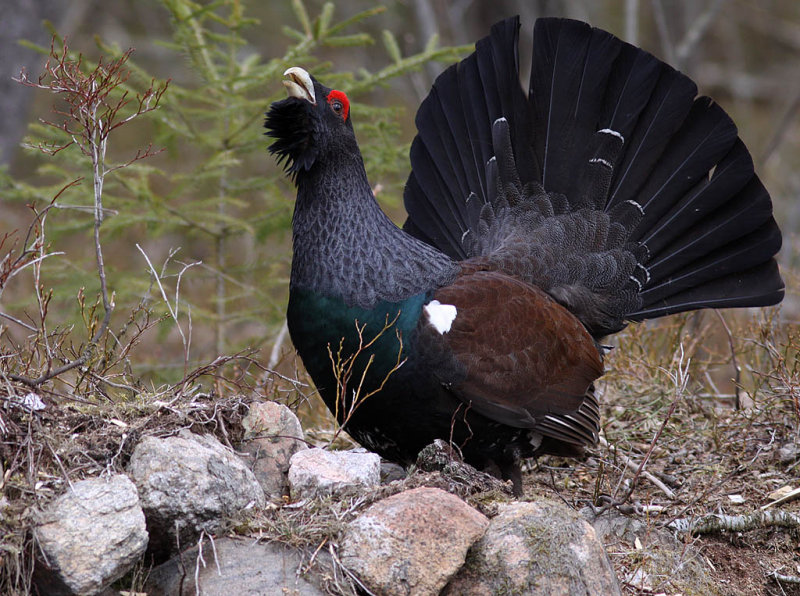  p>松鸡(学名: i>tetrao urogallus /i>):是 a target="_blank" href=