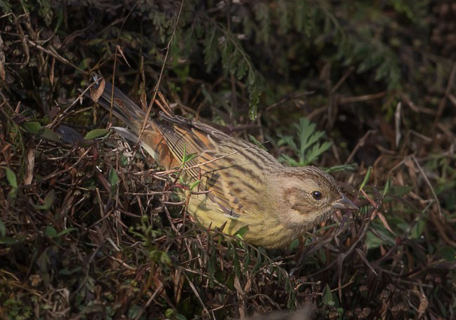 ="gnx53fv0ap">栗鹀(学名: i>emberiza rutila /i>):为鹀科鹀属的鸟类