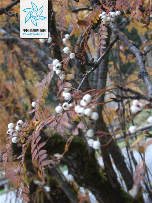  p>湖北花楸(学名:sorbus hupehensis c. k. schneid.