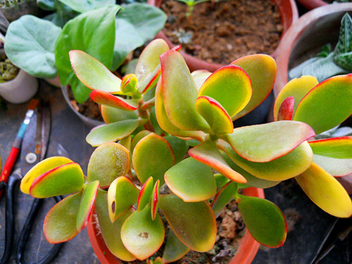 花月锦 百度百科