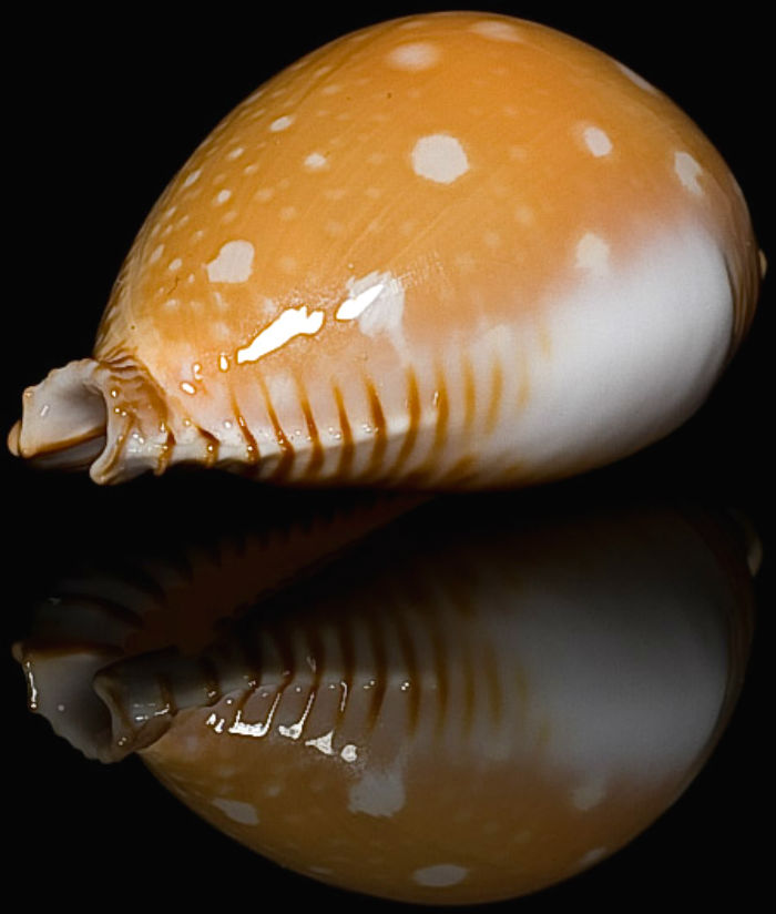 菲律宾金星宝螺