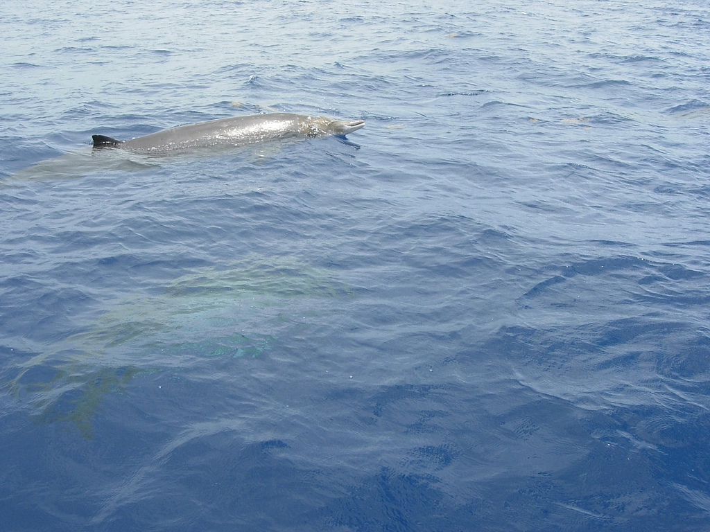  p>顾名思义, 齿鲸具有牙齿, 齿呈圆锥状, 齿数不等, 最少的仅具独齿