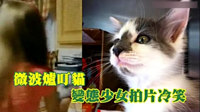 新北虐猫事件