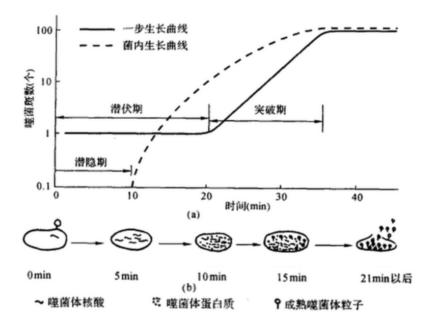 体 /a>生长规律的实验曲线称为一步生长曲线,是研究病毒复制的一个 a