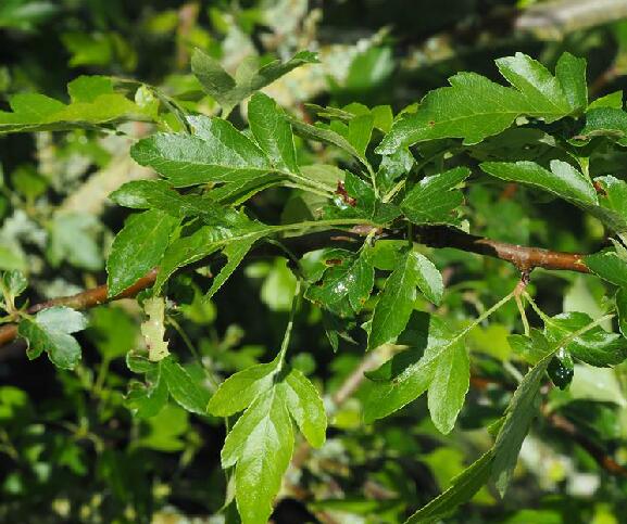  p>变叶海棠(学名: i>malus toringoides /i> (rehder) hughes )是