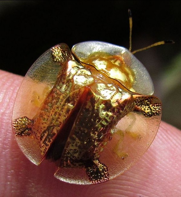  p>黄金龟甲虫(golden tortoise beetle)是一种世界上最小和最迷人的