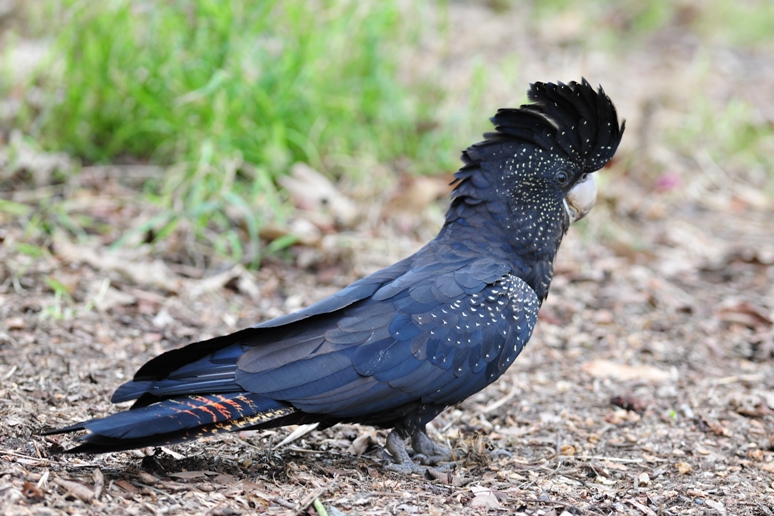 红尾黑凤头鹦鹉指名亚种