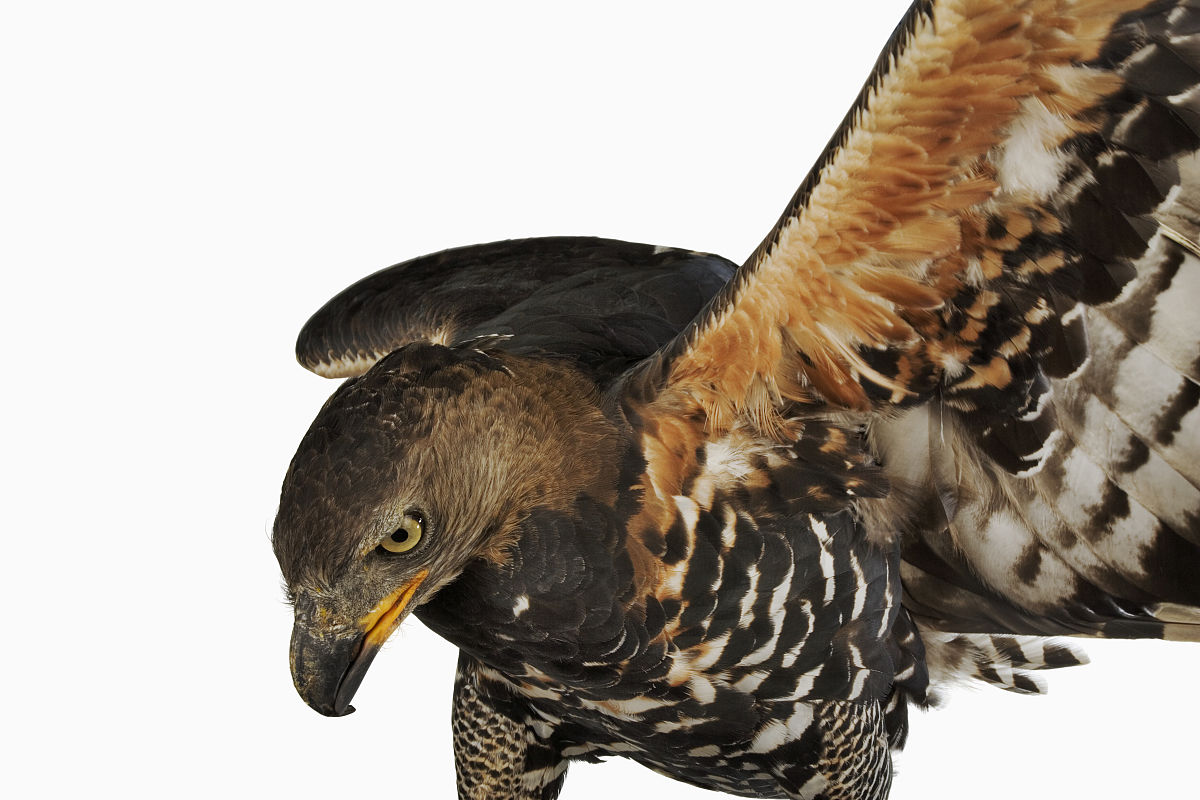  a target="_blank" href="/item/鹰科">鹰科 /a>冕鹰雕属的一个物种