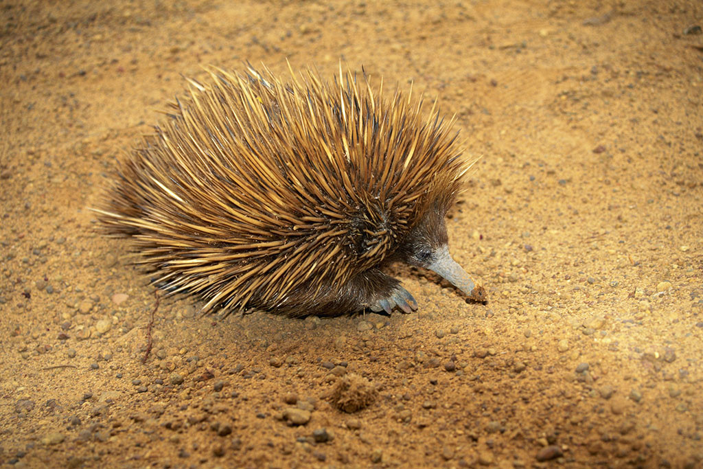  p>幻想小说中的一种动物,现实中并不存在.