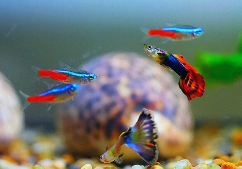  p>三色鱼,又名鸳鸯鱼,落日红.