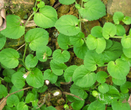 为桔梗科植物铜锤玉带草 i>pratia nummularia /i> (lam.) a.br.