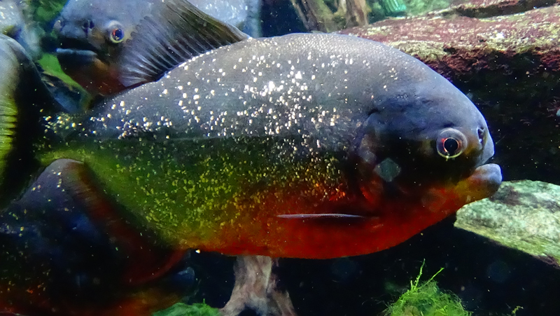  p>红腹锯鲑脂鲤(学名: i>pygocentrus nattereri /i>):体长20-30厘米