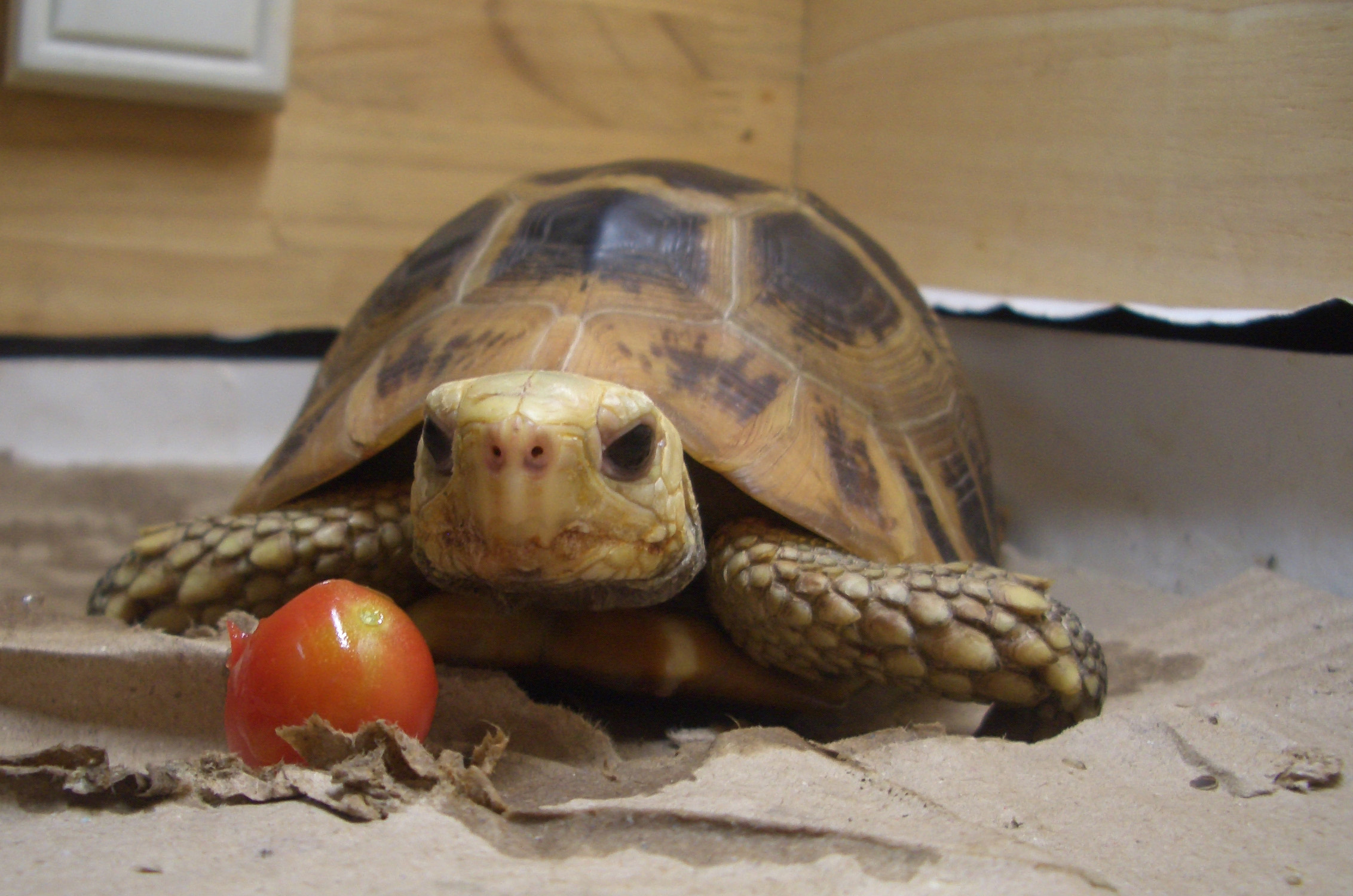  p>欧洲 a href="#">陆龟 /a>体型与体色的变异都很大,在 a href="#"