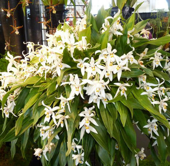  p>眼斑贝母兰(学名: i>coelogyne corymbosa /i>  lindl.