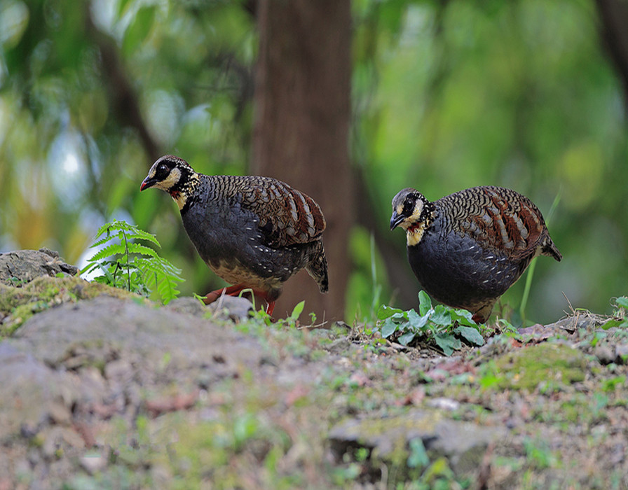  p>台湾山鹧鸪(学名: i>arborophila crudigularis /i>)雉科山鹧鸪属