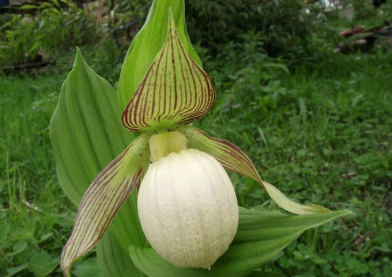 p>大叶杓兰(学名: i>cypripedium fasciolatum /i>  franch.