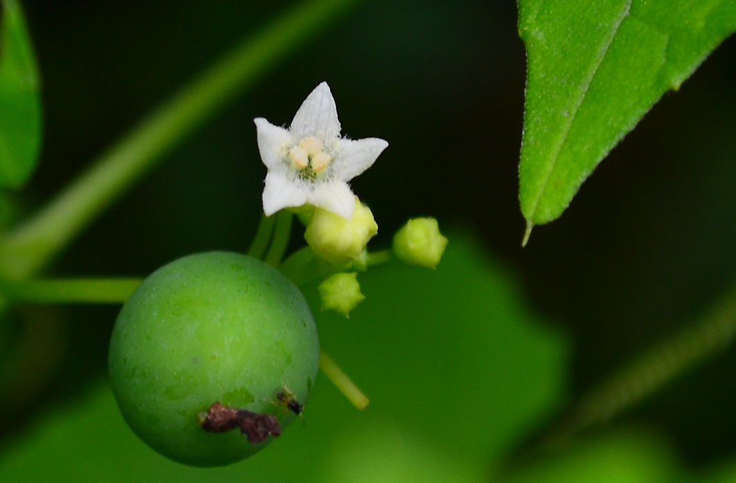  p>老鼠拉冬瓜是一种葫芦科,马交儿属 a href="#" data-lemmaid="