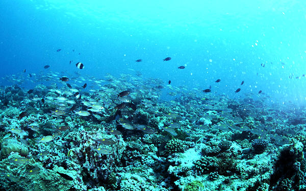  p> a href="#" data-lemmaid="4736562">海底山脉 /a>(oceanic range