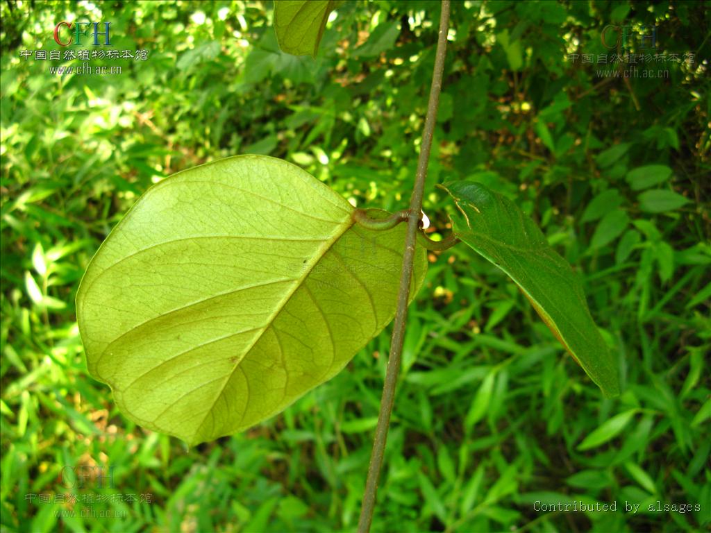  p>黑鳗藤属,15种,分布于泰国,印度尼西亚,马来西亚,古巴和马达加斯加