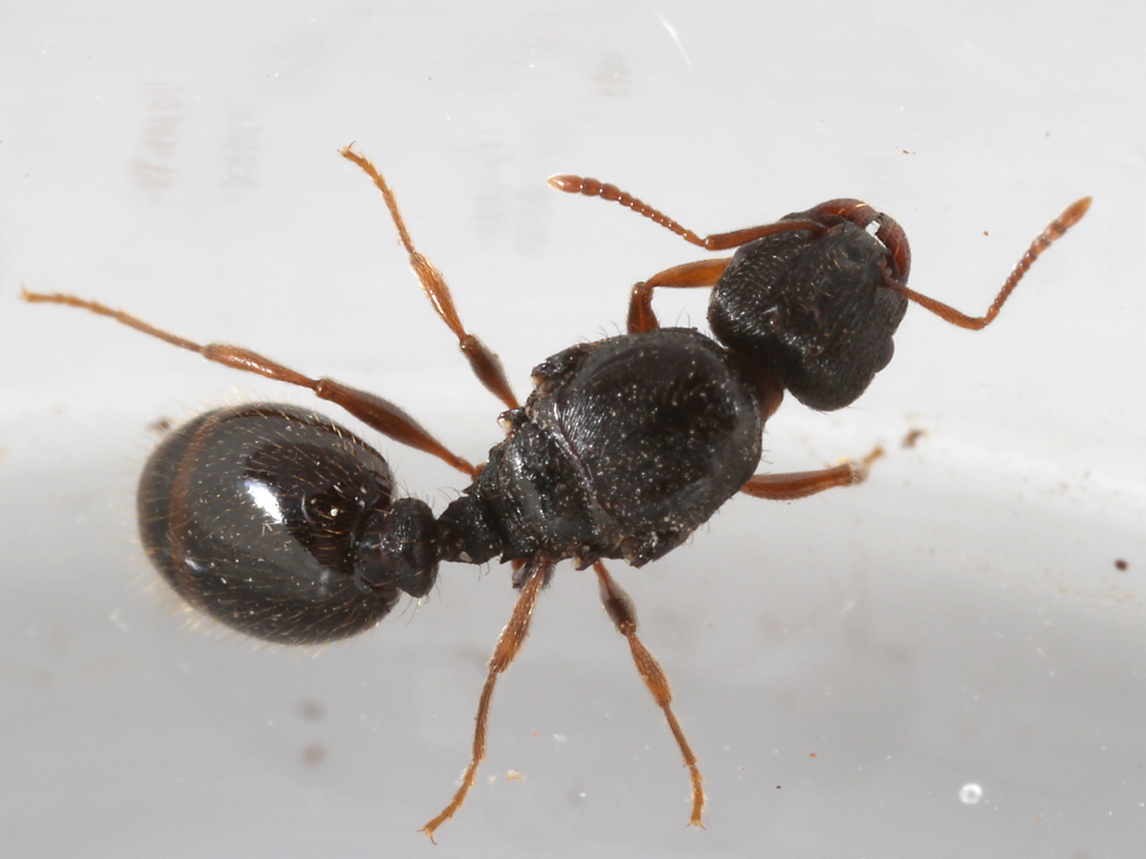  p>草地铺道蚁(tetramorium caespitum)是一种小型蚂蚁,十分常见,是