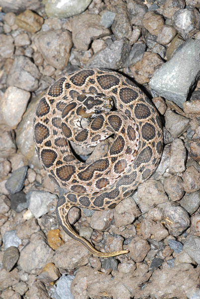  p>圆斑蝰(学名: i>daboia russelii siamensis /i>),又称百步金钱豹