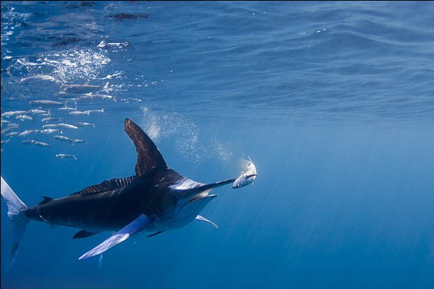  p>条纹四鳍旗鱼 i>, /i>学名: i>tetrapturus audax /i> (philippi