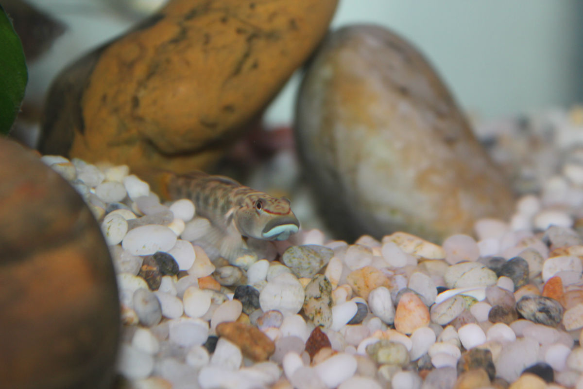 小虾虎鱼 全网资源