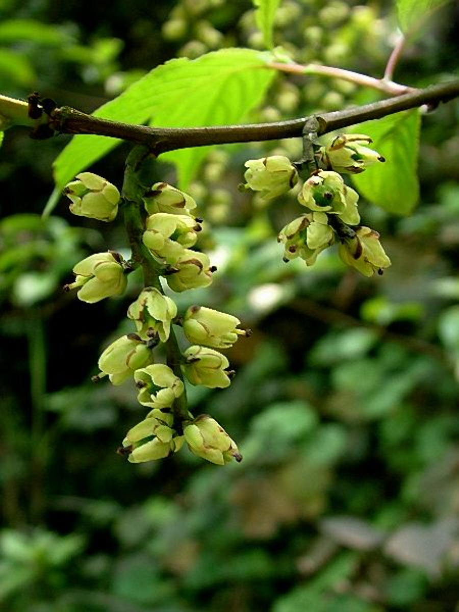 uraceae)是 a target="_blank" href="/item/侧膜胎座目/355216" data