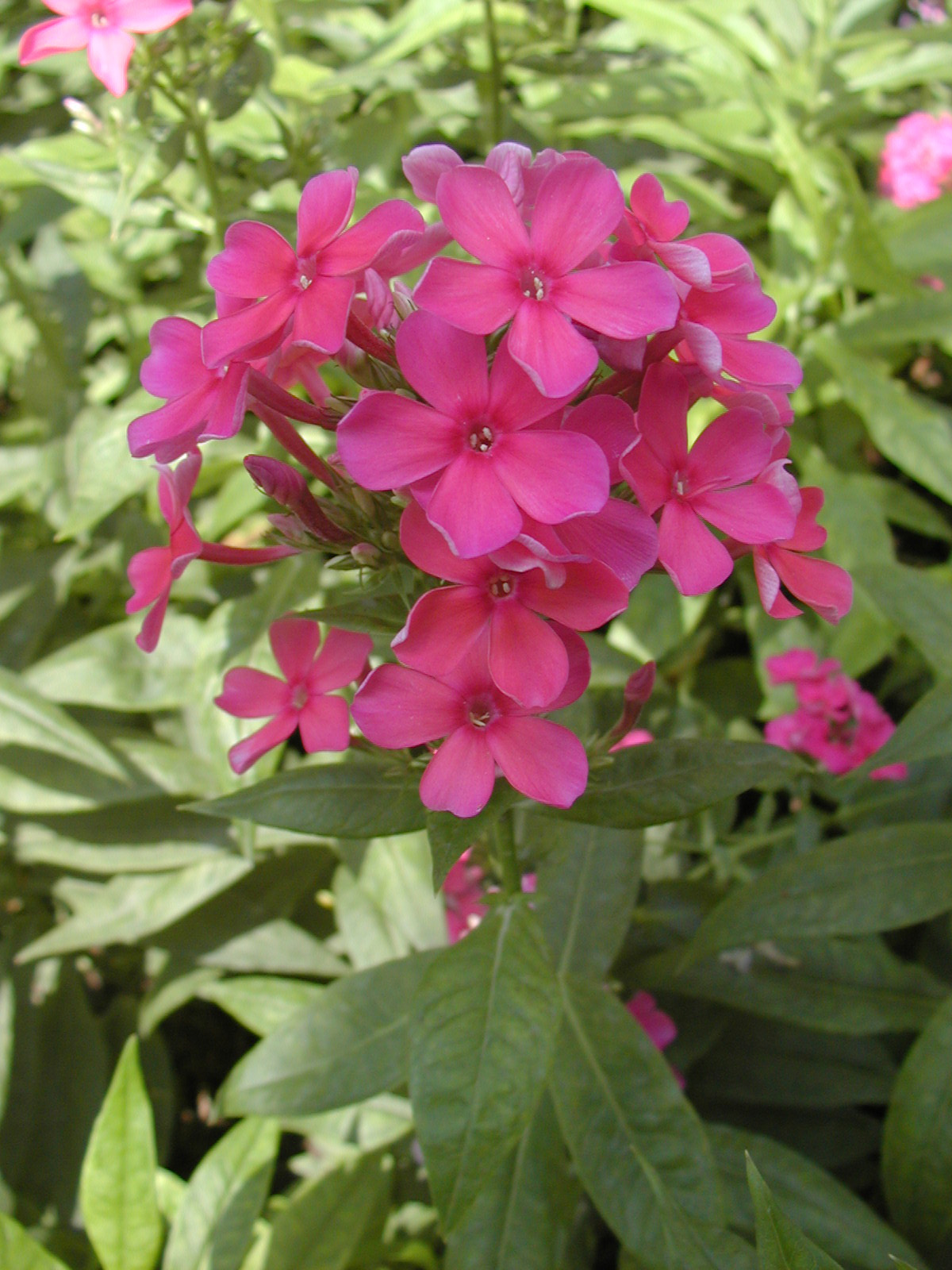  p>福禄考属(学名: i>phlox /i> l.)是花荵科下的一属.