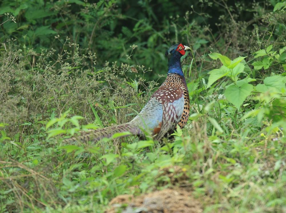 phasianus colchicus formosanus