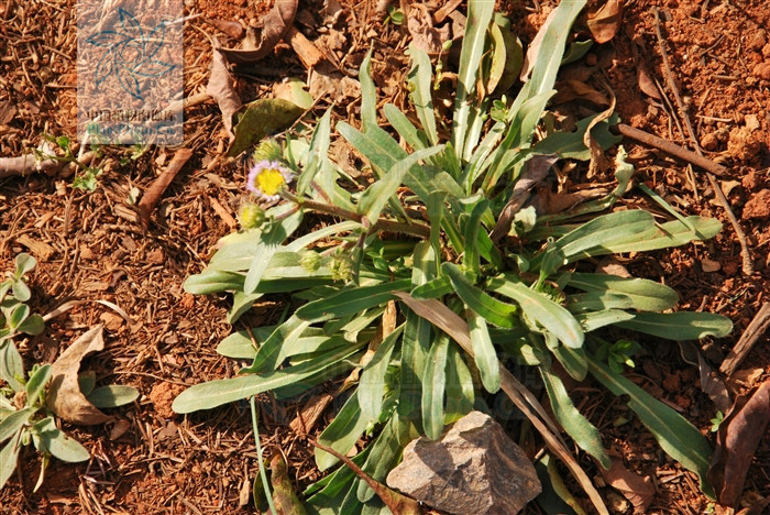 erigeron breviscapus