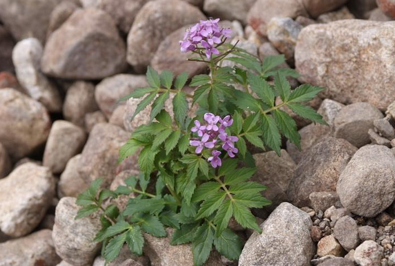  p>紫花碎米荠(学名: i>cardamine /i>  i>tangutorum /i> o.e.