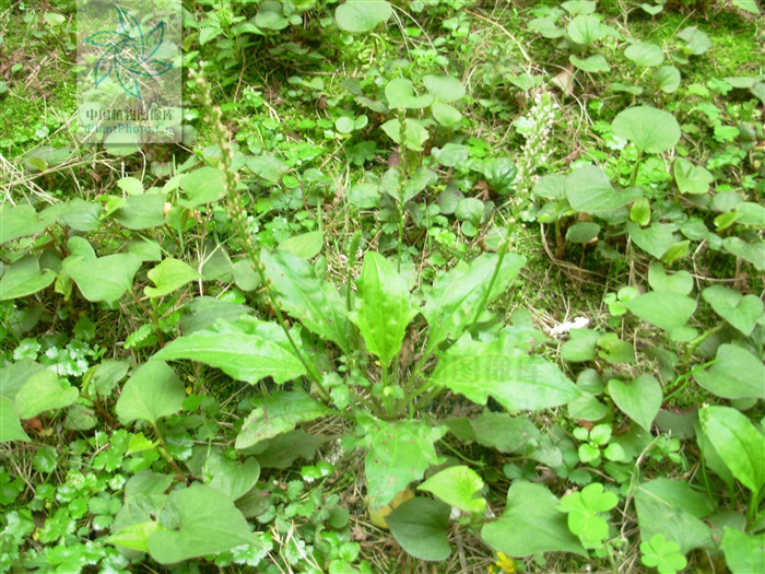 plantago asiatica subsp. erosa