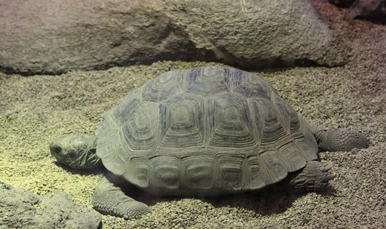  p>加拉帕戈斯象龟达尔文火山亚种是一种曲颈龟亚目,龟总科类生物.