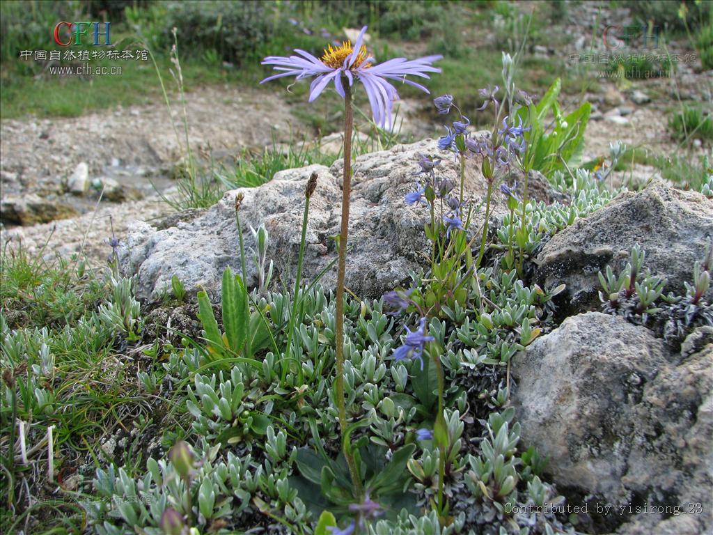 b. clarke)是 a>菊科 /a>紫菀属多年生草本植物.