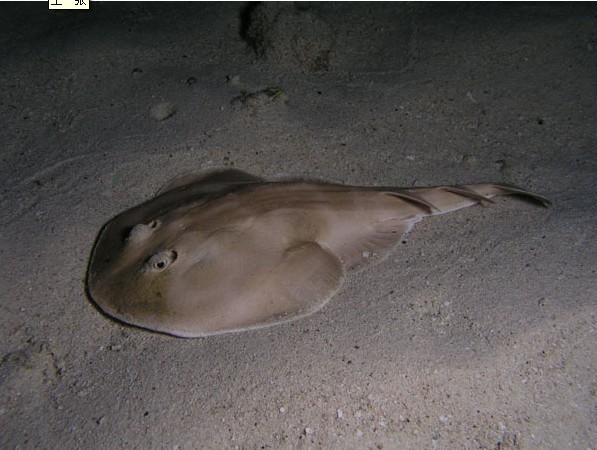  p>单鳍电鳐科, i>narkidae  /i>(fowler, 1934),软骨鱼纲 a target="