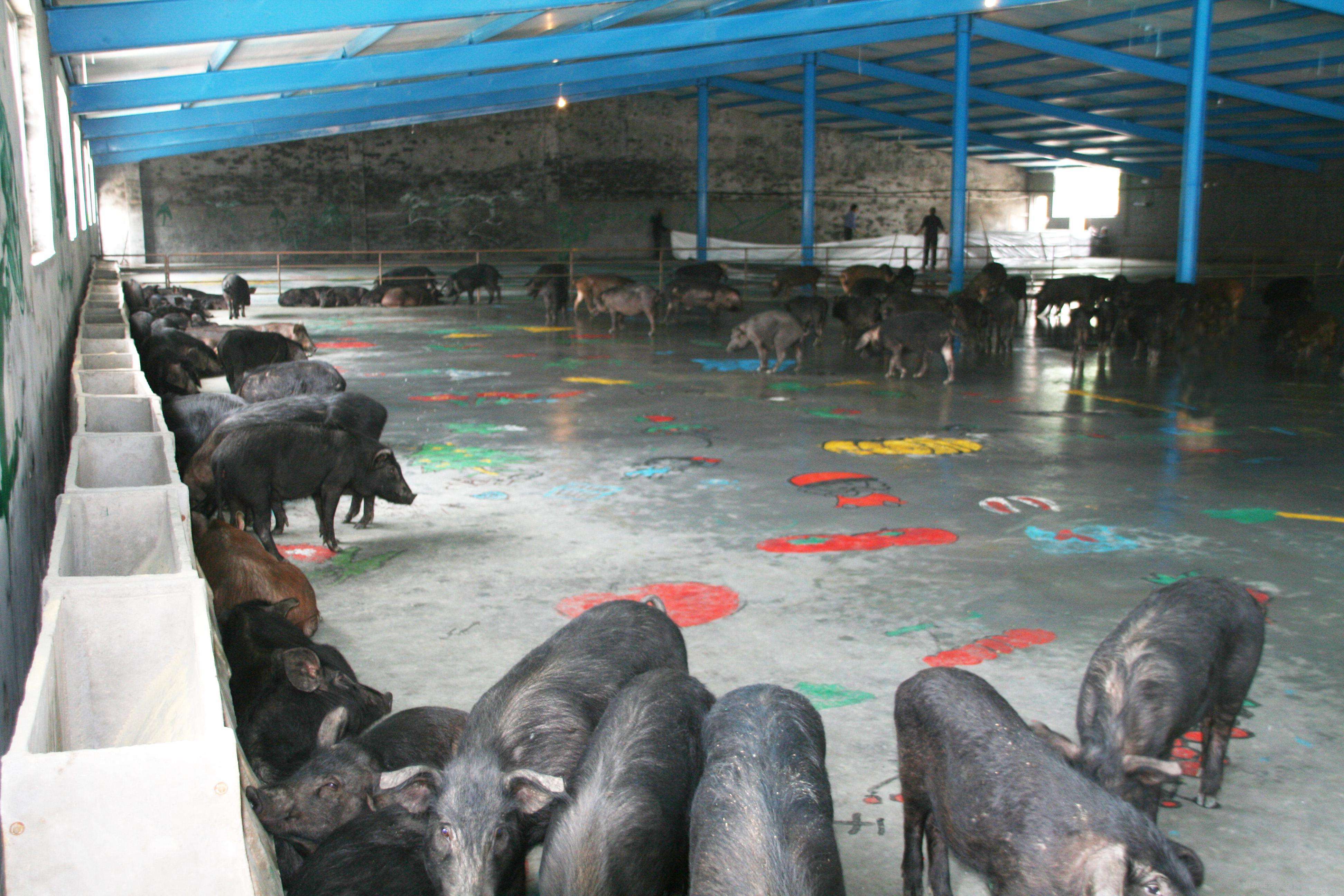  p>徒河黑猪,山东省济南市 a target="_blank" href="/item/济阳区