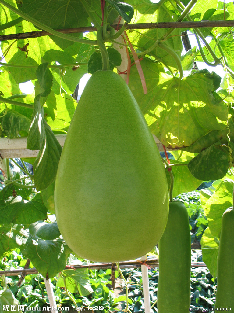 葫芦科冬瓜属一年生蔓生或架生草本植物,茎被黄褐色硬毛及长柔毛,有