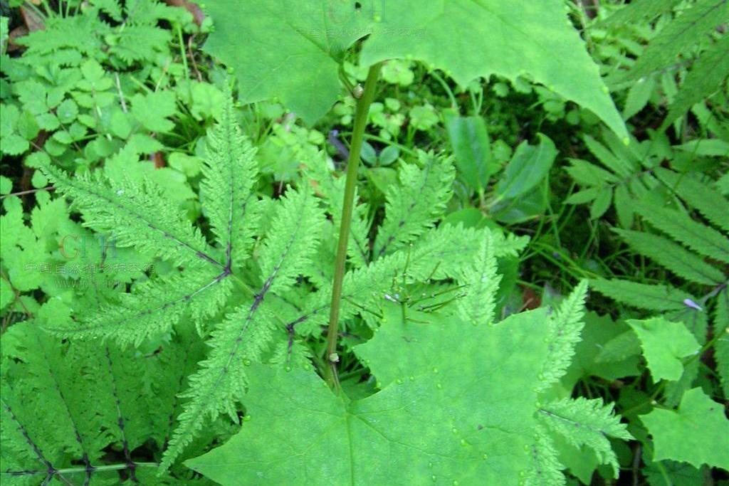  p>甘肃蟹甲草(学名:parasenecio gansuensis)为 a target="_blank"