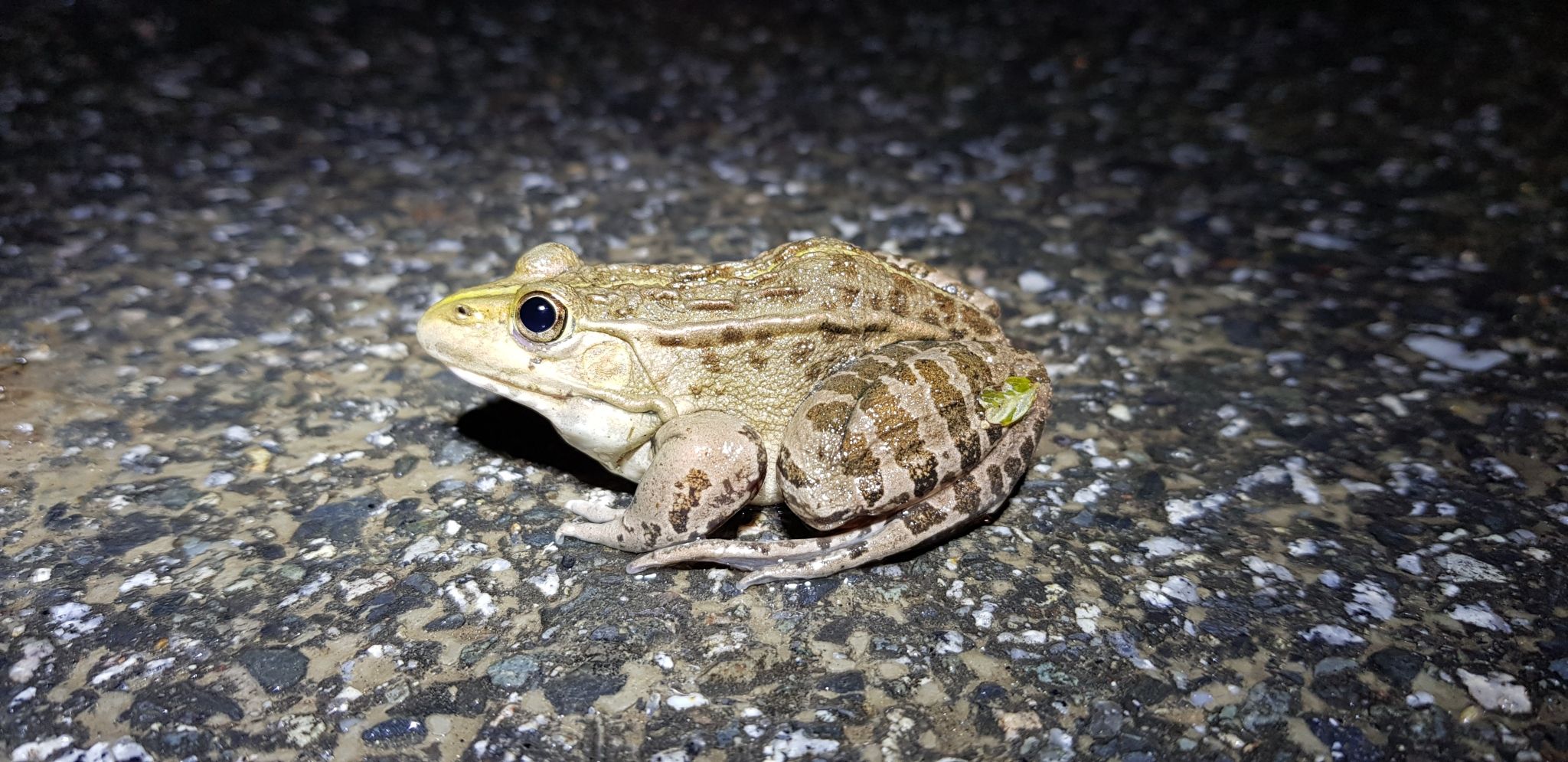  p>黑斑侧褶蛙(学名: i>pelophylax nigromaculatus /i>)是蛙科,侧褶