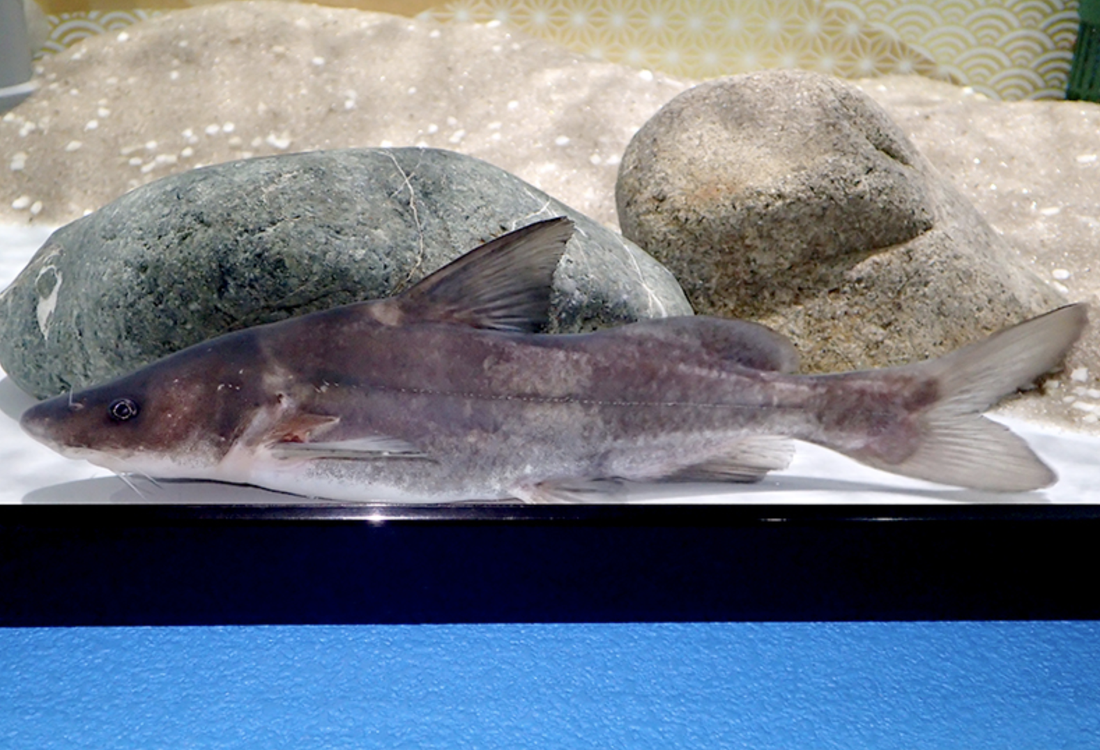  p>长吻鮠(学名: i>leiocassis longirostris /i>)是鲿科,鮠属鱼类.